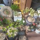 화성식사집 이미지