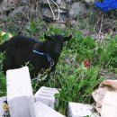 바다정원민박 이미지