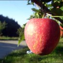 채선농장 이미지