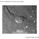 갑각류(에스테리아) 화석 [중생대 백악기 / 경남 사천 / 김현대] 이미지
