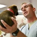 반려견 이해하기(펫) 이미지