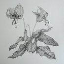 색연필로 그리는 꽃, 보태니컬 아트 이미지