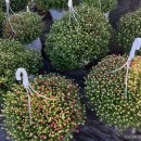 남사농장 이미지