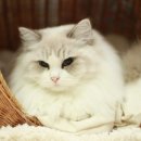 랙돌캐터리올리비아 네이버블로그