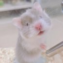 햄동대장 이미지