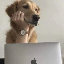 맛찬이베리코 이미지