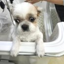 도그유토피아 살롱 네이버블로그