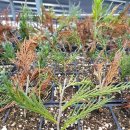 수림목장 이미지