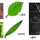 (식물기) 10. 관다발식물 이미지