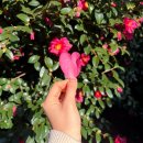 한아름어린이공원 | 겨울 제주여행 서귀포 가볼만한곳 겨울 제주 동백꽃 개화: 제주동백수목원