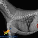Dr.dog동물의료센터 이미지