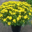 진산농협주유소 이미지