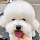 엔젤스 도그 네이버블로그