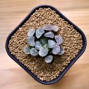 만상농장 이미지