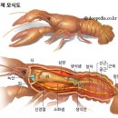 가재 이미지
