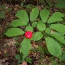 산약초 동의보감 이미지