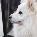 마루세끼 이미지