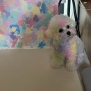 아우우(Aww) 이미지