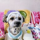 양산유캔애견미용학원