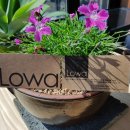 완도LOWA 이미지