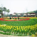 용인 봄꽃축제('13.5.4) "2" 이미지