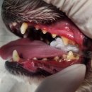 이천동물의료센터 | 🦷 스케일링 건강검진 이벤트 안내 🐾 - 이천동물의료센터