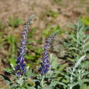 동트는 아침 이미지