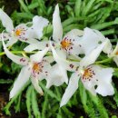 화이트 페어리 이미지