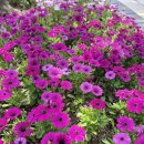 신정호길 이미지