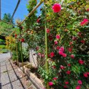 세련농장 이미지