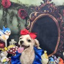 멍멍이까까 이미지