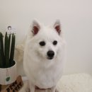 개들의 집 펫살롱 이미지