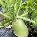 청은농장 이미지