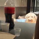 멍달구리 이미지