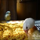 Honey Bunny 이미지