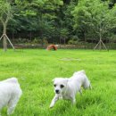 반려동물놀이터 이미지