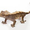 사당동물병원 이미지