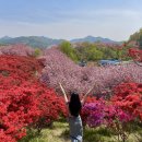 전주곤지중학교 | 전주 완산공원 꽃동산 겹벚꽃 철쭉 명소 올해 만개시기(쉽게 가는 방법, 주차장)