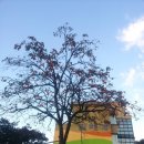 지리산 팔베개 네이버블로그