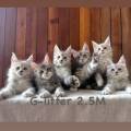 블루나쿤(BLUNACOON) 이미지