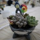 다육환경