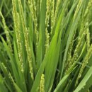 토바맑은식품 이미지