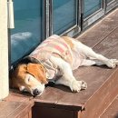 헬로우버디 이미지