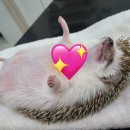 상도힐링동물병원 이미지