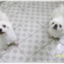 몽메이트