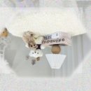 내 품 안의 반려견 마포점 | 마포유기견무료분양 내 삶을 바꾼 리트리버입양 이야기