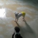 맑은오늘 애견유치원&호텔 이미지