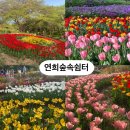 안산공원 | 서울 꽃구경 명소｜서대문구 안산공원, 안산자락 연희숲속쉼터 · 홍제천 인공폭포 후기