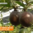 김춘자농장 네이버블로그