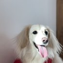 털로 덮인 친구들 이미지